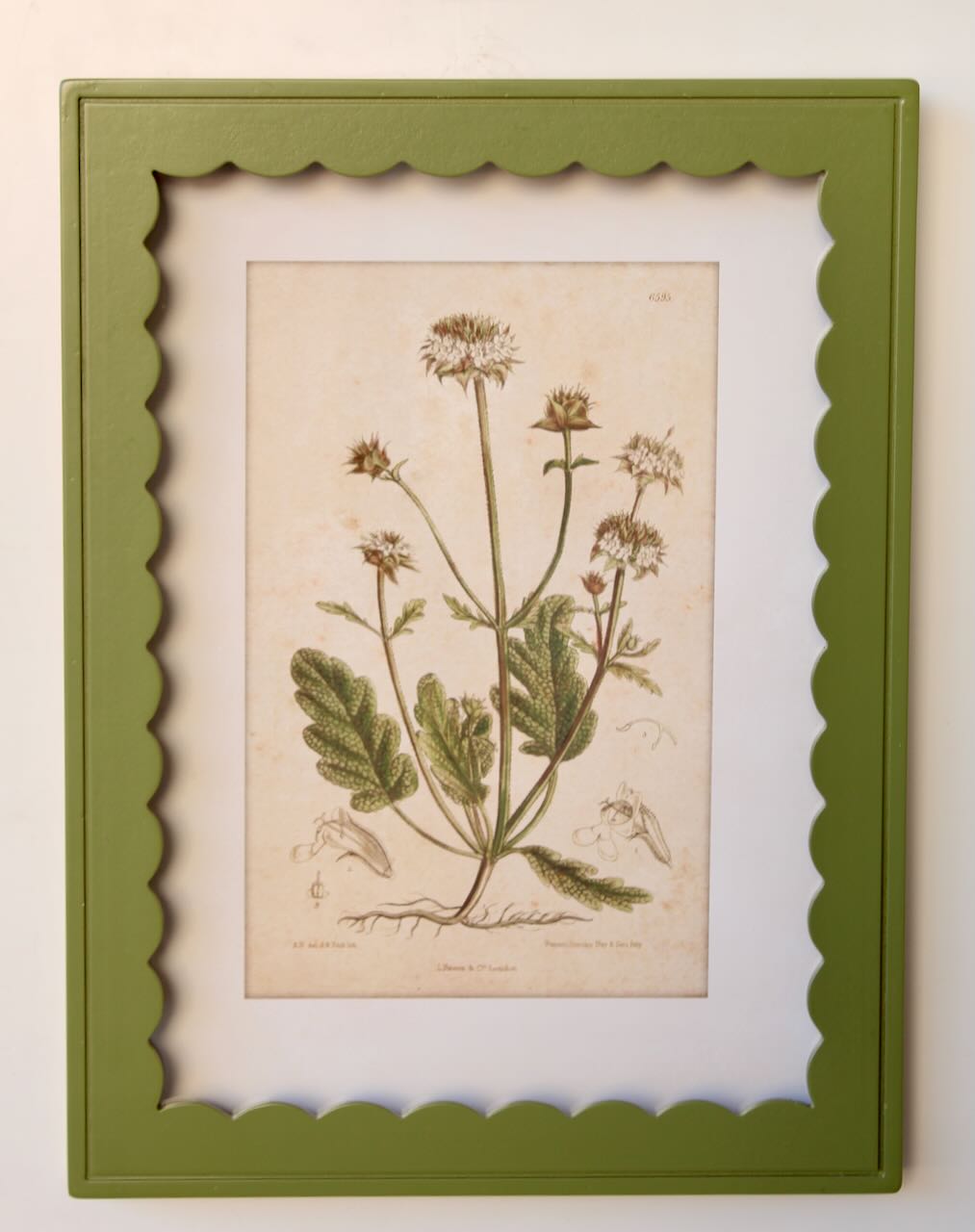 Green Scallop Box Frame Botanical